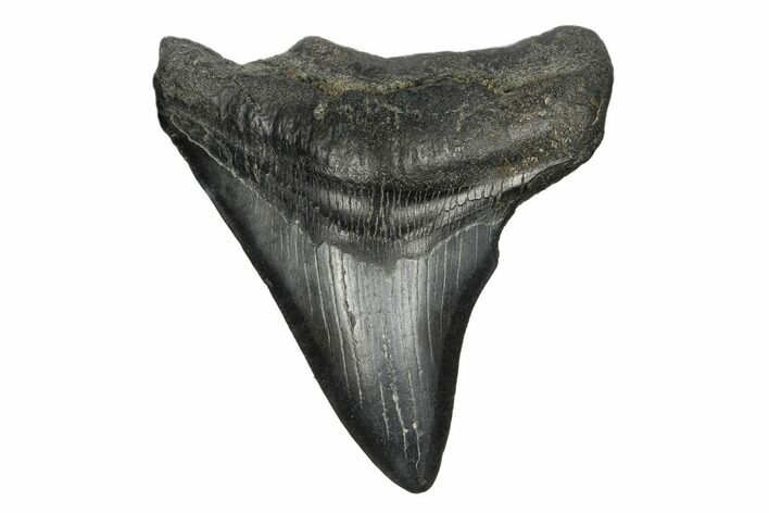 Fossil Megalodon Tooth - South Carolina #168145